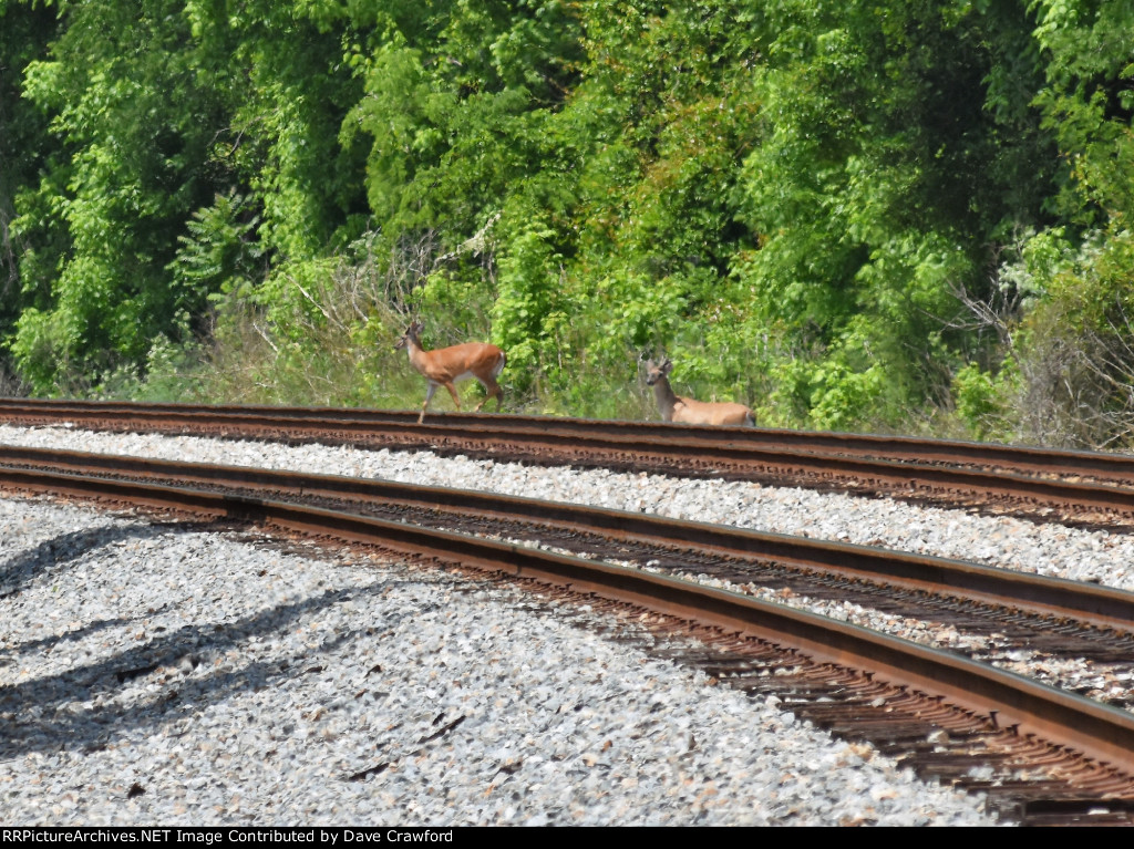 Dear on the Tracks 1